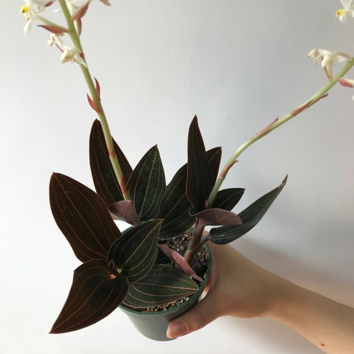 Орхидея лудизия альба