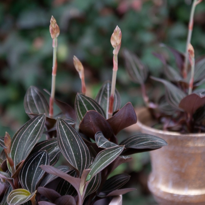 Орхидея драгоценная лудизия