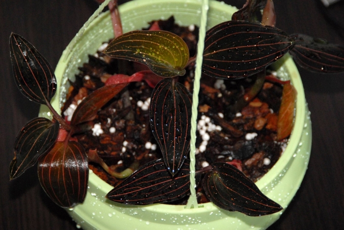 Орхидея драгоценная лудизия