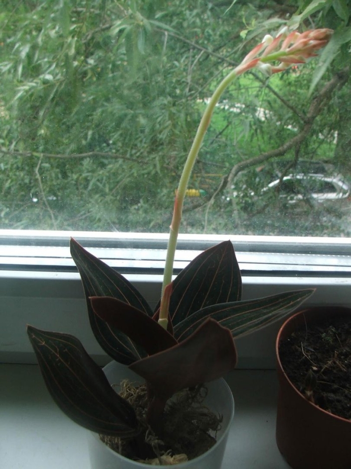 Лудизия драгоценная орхидея уход в домашних условиях