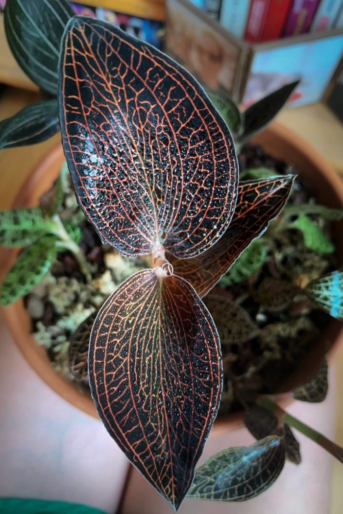 Драгоценная орхидея макодес петола