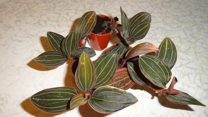 Орхидея лудизия дисколор