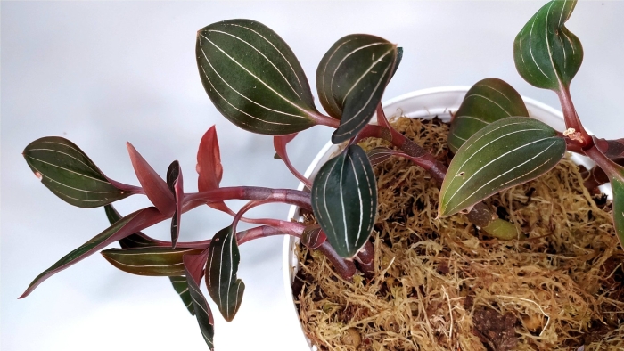 Драгоценная орхидея лудизия