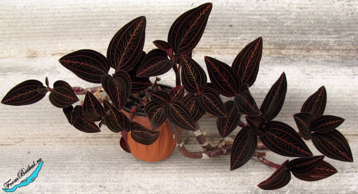 Лудизия драгоценная орхидея