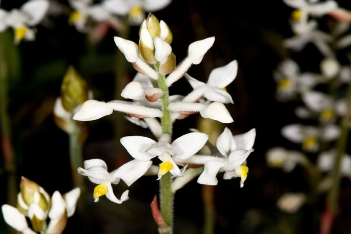 Лудизия орхидея