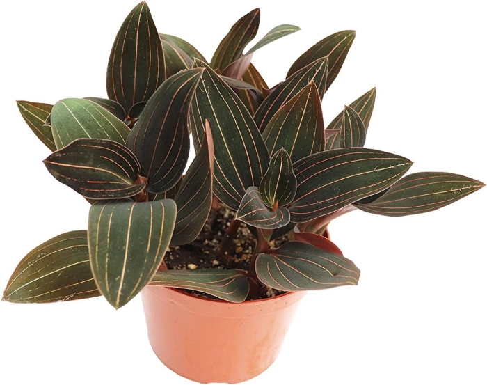 Орхидея лудизия дисколор