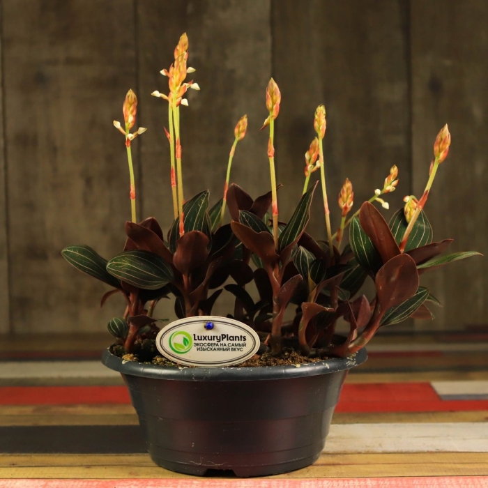 Орхидея драгоценная лудизия