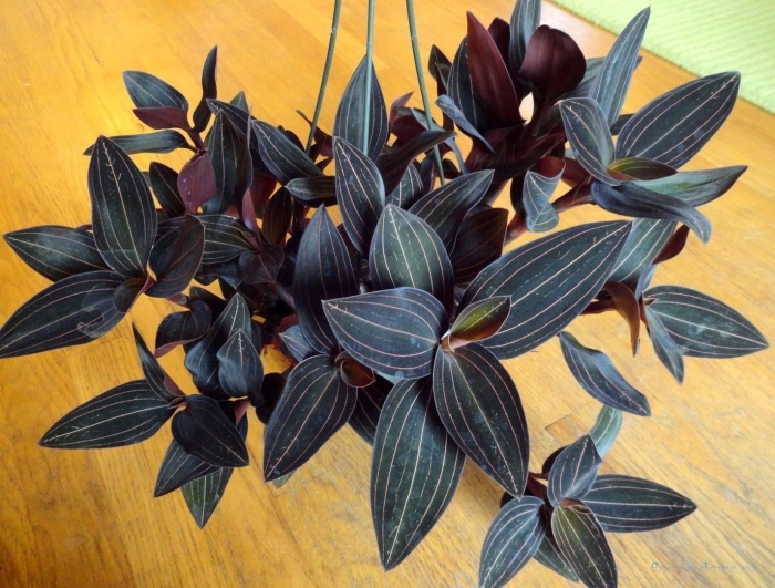 Лудизии дисколор