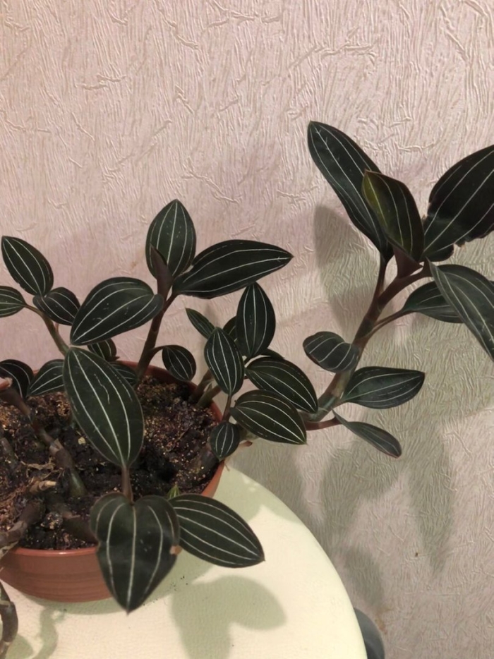 Лудизия драгоценная орхидея