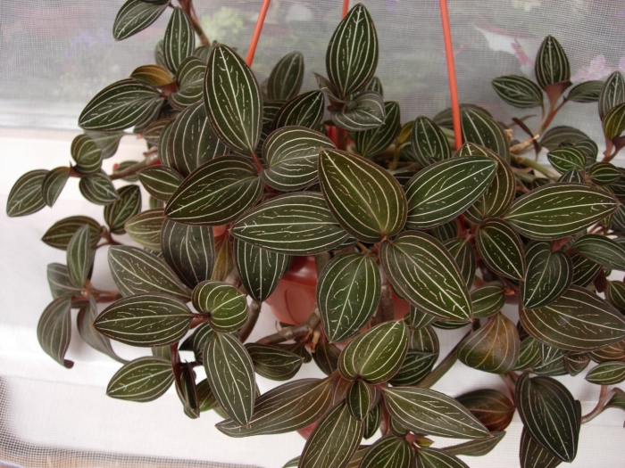 Лудизия вельвет