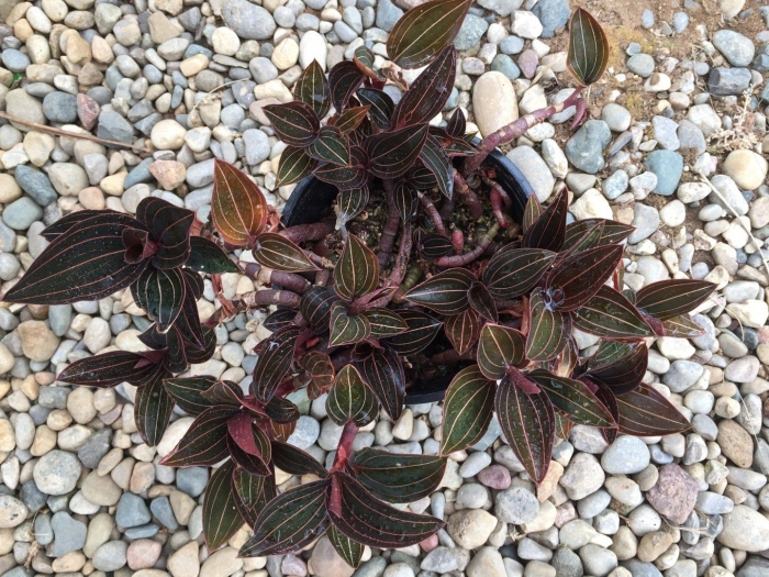 Лудизия драгоценная орхидея