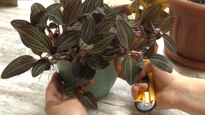 Орхидея драгоценная лудизия