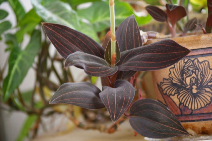 Орхидея драгоценная лудизия