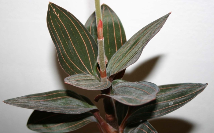 Лудизия уход в домашних условиях