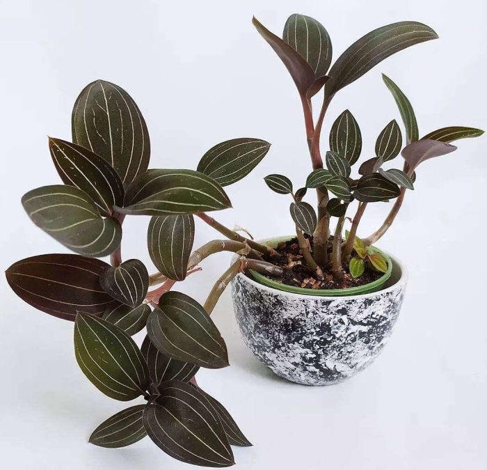 Орхидея лудизия драгоценная