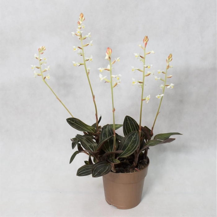 Лудизия альба