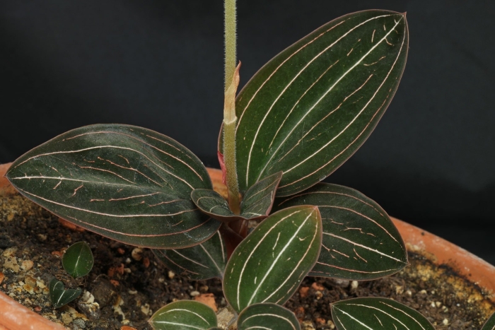 Ludisia discolor jewel orchid