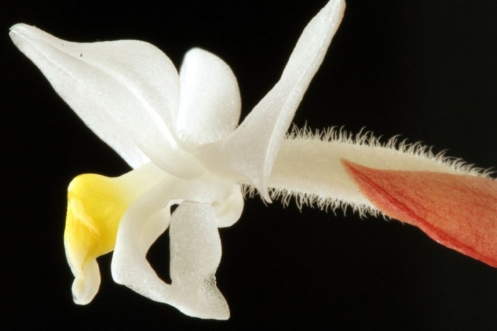 Фаленопсис париша phalaenopsis parishii