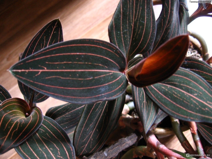 Лудизия драгоценная орхидея