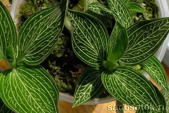 Орхидея лудизия альба