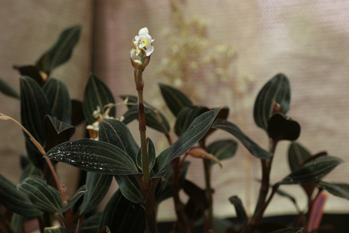 Орхидея лудизия вельвет