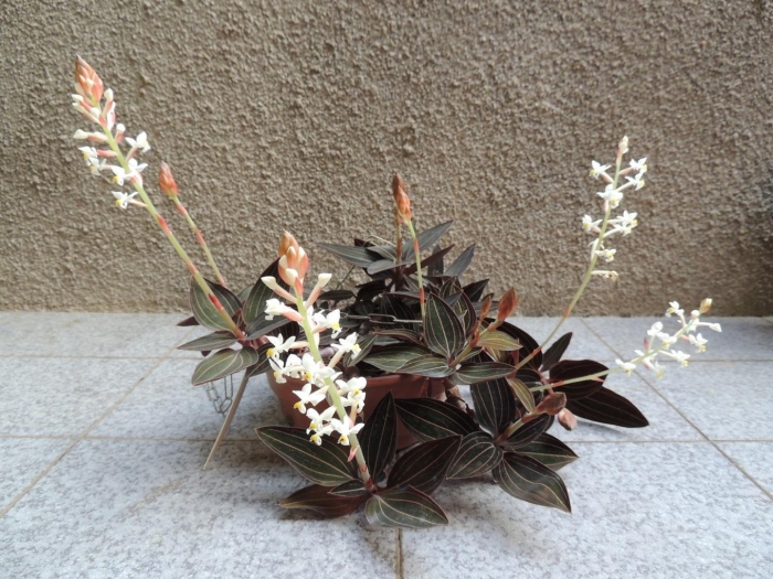 Лудизия дисколор