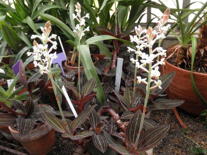 Орхидея драгоценная лудизия