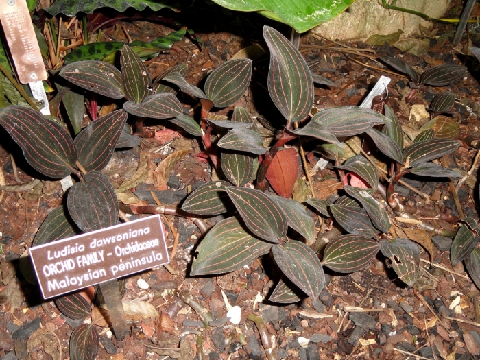 Лудизия драгоценная орхидея