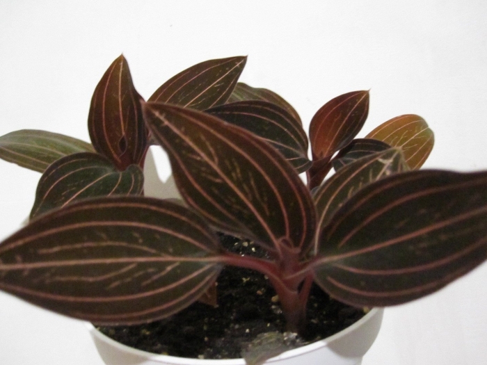 Орхидея лудизия драгоценная