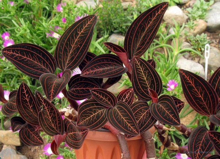 Орхидея лудизия танланиана