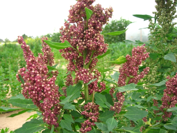 Chenopodium quinoa