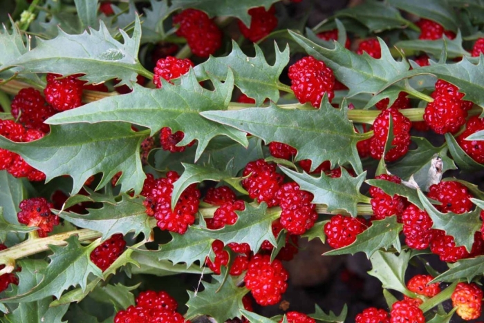 Шпинат земляничный