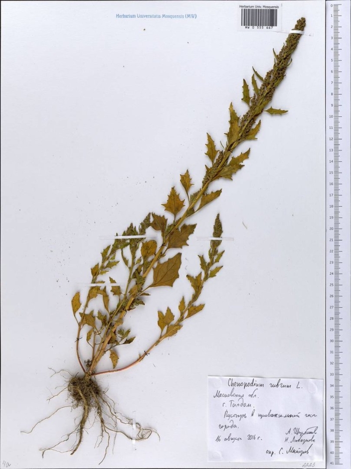 Марь красная – chenopodium rubrum