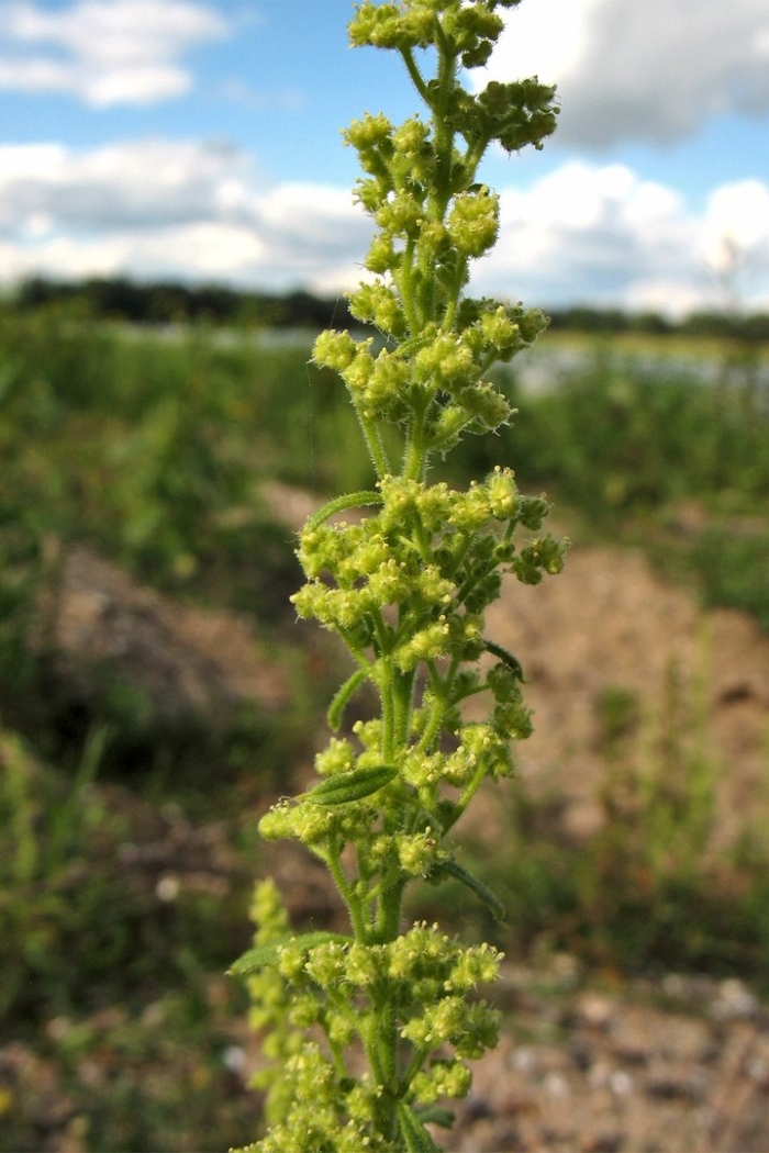 Chenopodium botrys