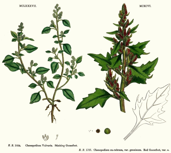 Лебеда марь белая растение