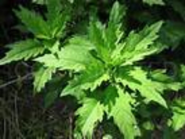 Dysphania ambrosioides