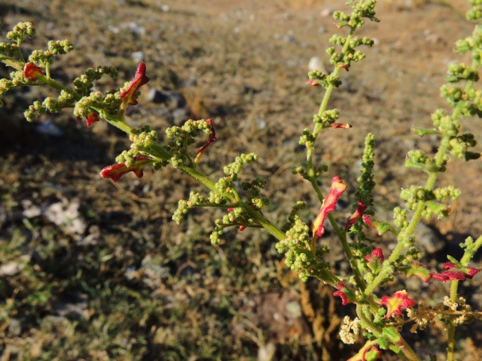 Chenopodium botrys