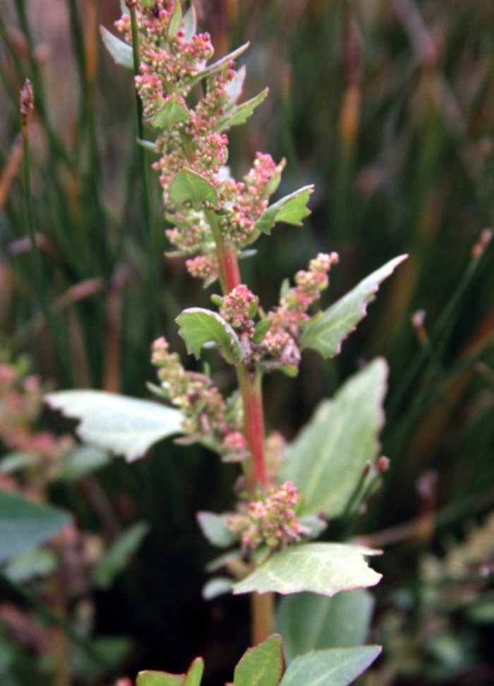 Chenopodium striatiforme