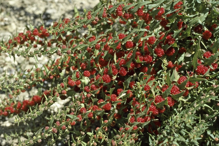 Chenopodium foliosum