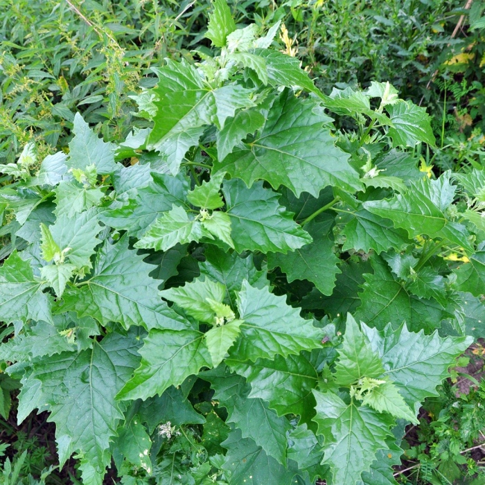 Chenopodium urbicum