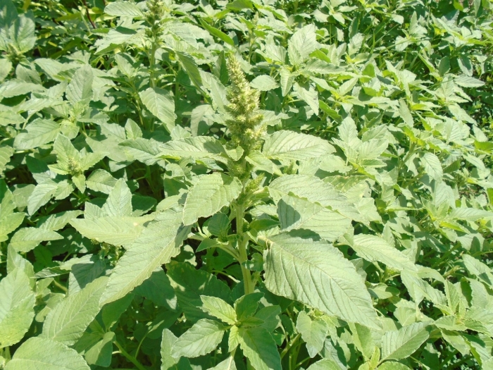 Щирица запрокинутая amaranthus retroflexus