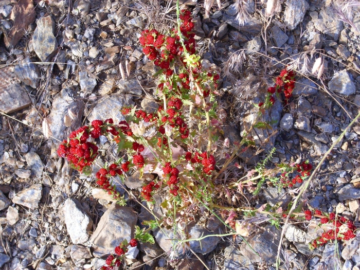 Шпинат земляничный chenopodium foliosum