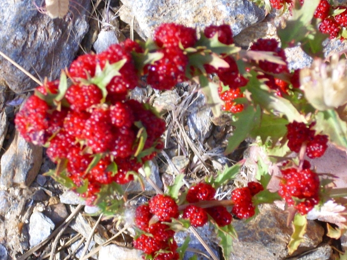 Марь многолистная