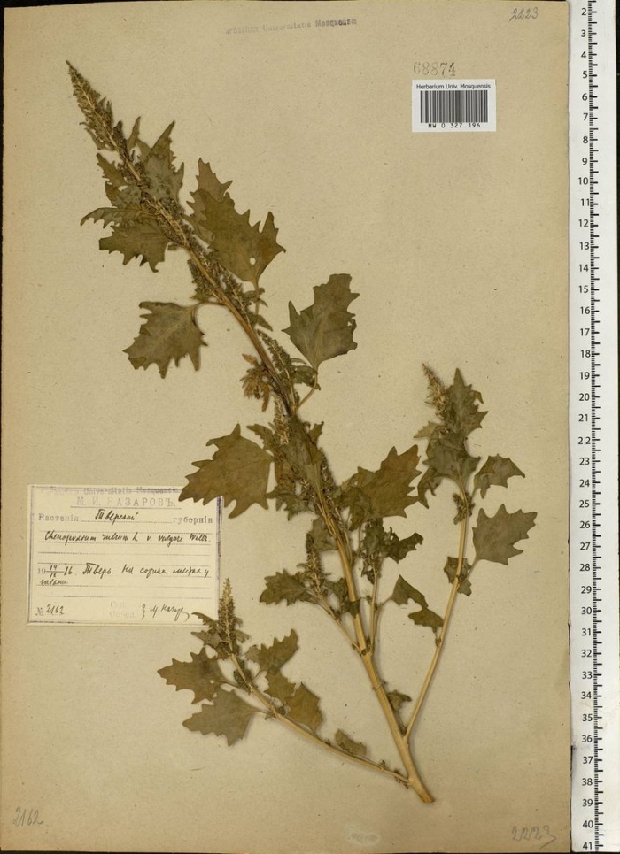 Atriplex tatarica