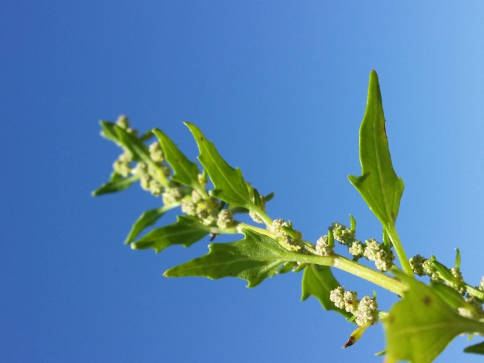 Марь белая лебеда