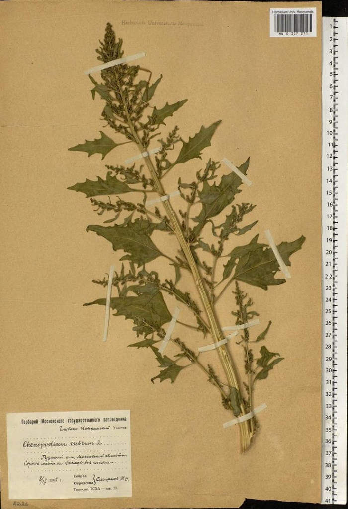 Atriplex sagittata