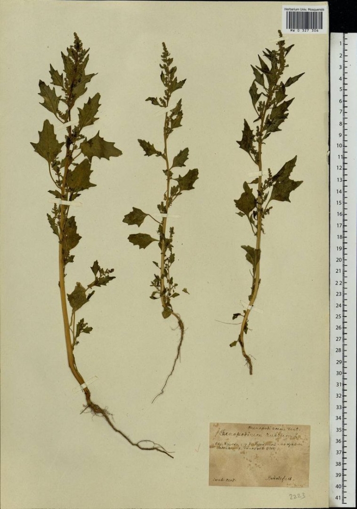 Chenopodium suecicum