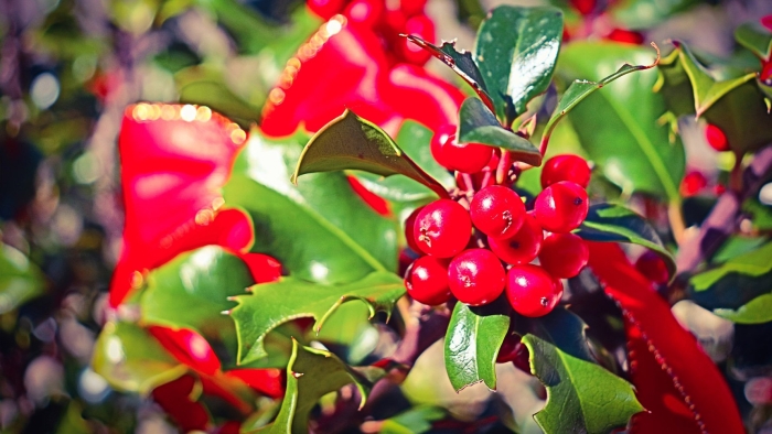 Падуб остролистный