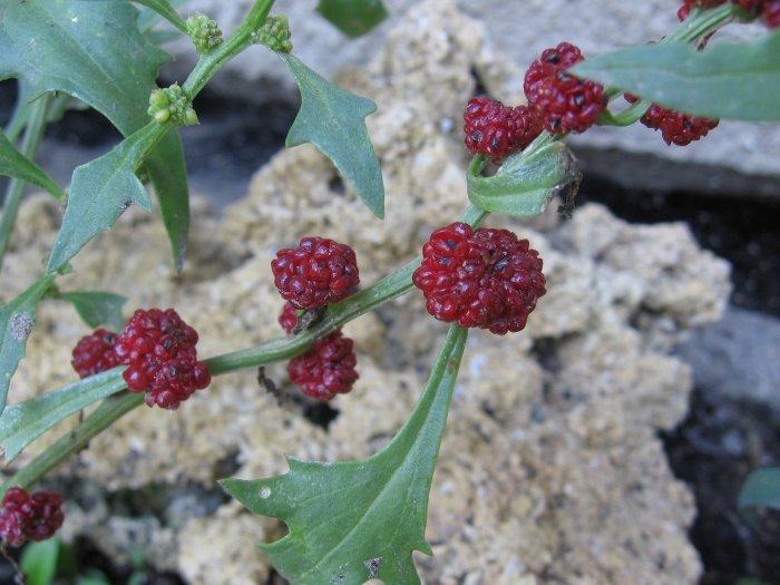 Chenopodium foliosum