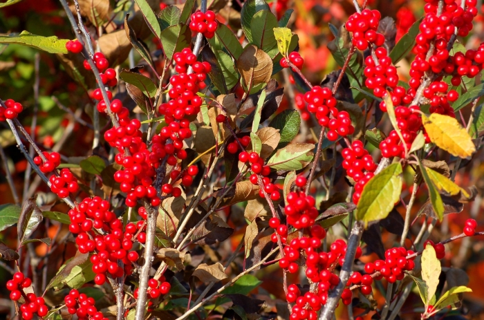 Winterberry holly